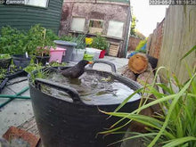 Load and play video in Gallery viewer, 4G Sim Card Farm / Yard Camera